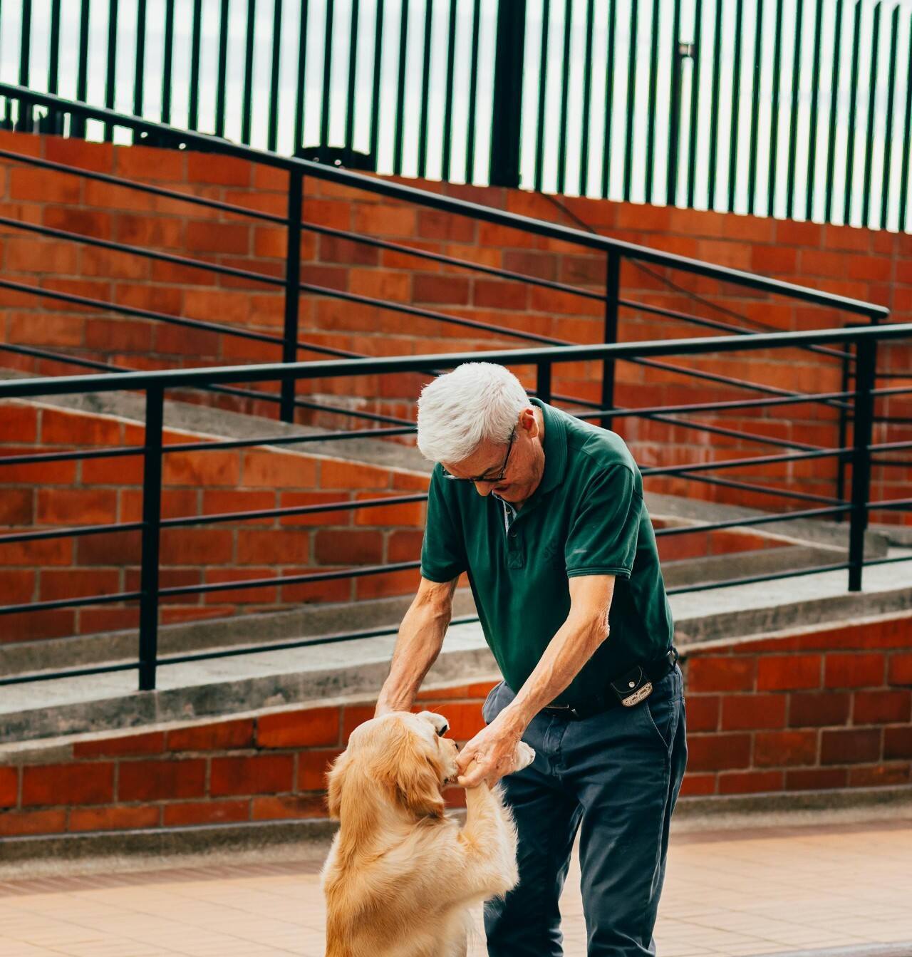 perro ayudando a señor